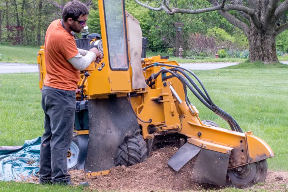 Professional stump grinding in action